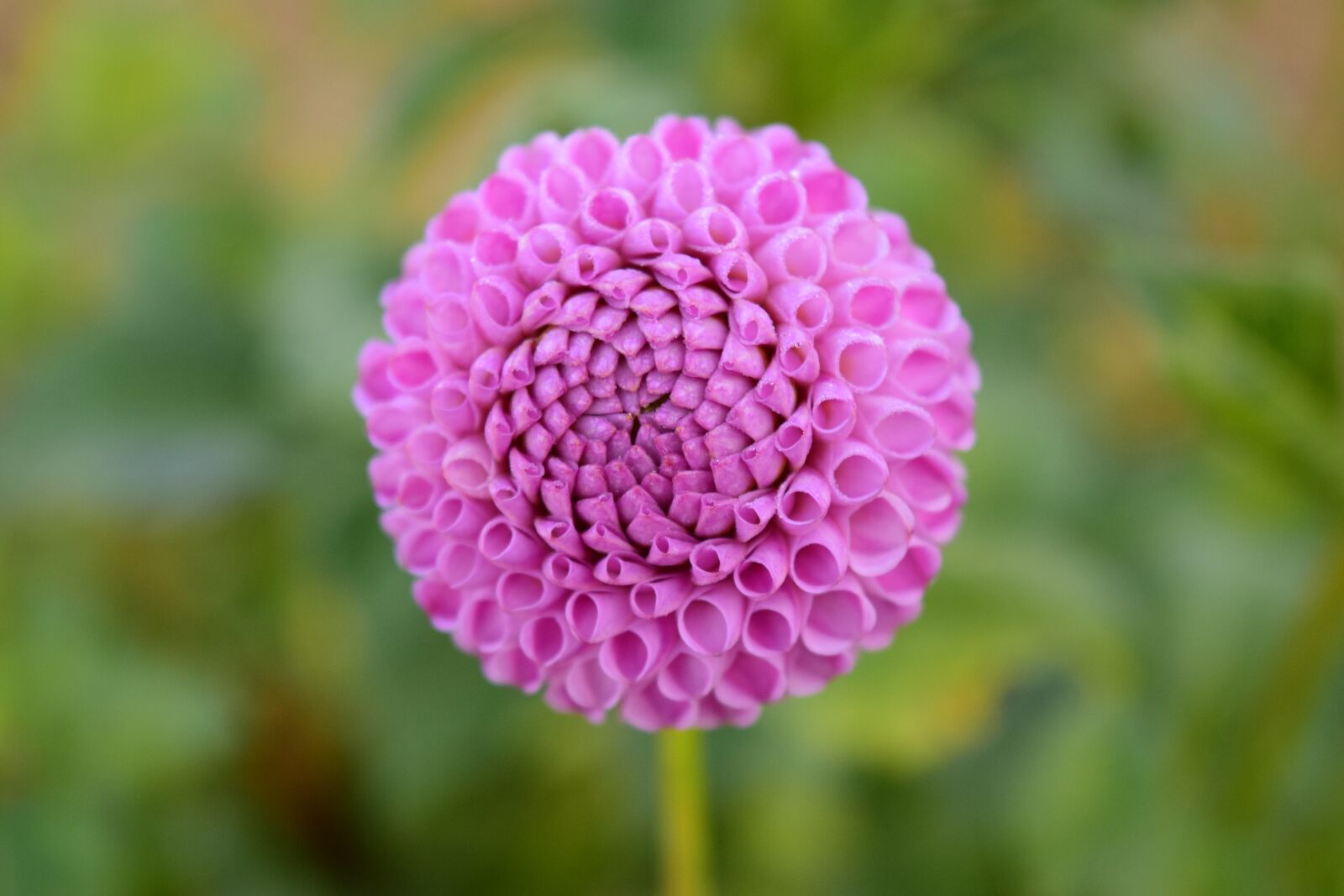 Nikon D3300 sample photo. Dahlia, flower, blossom photography