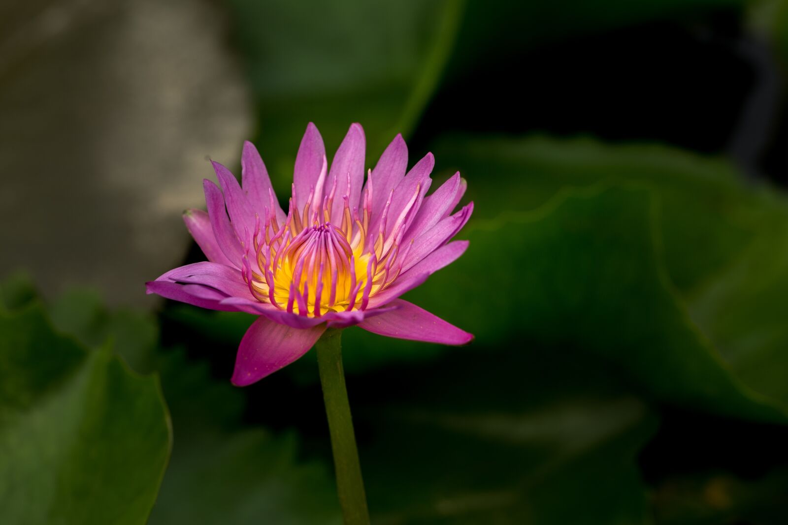 Canon EF 100mm F2.8L Macro IS USM sample photo. Water lily, nuphar lutea photography