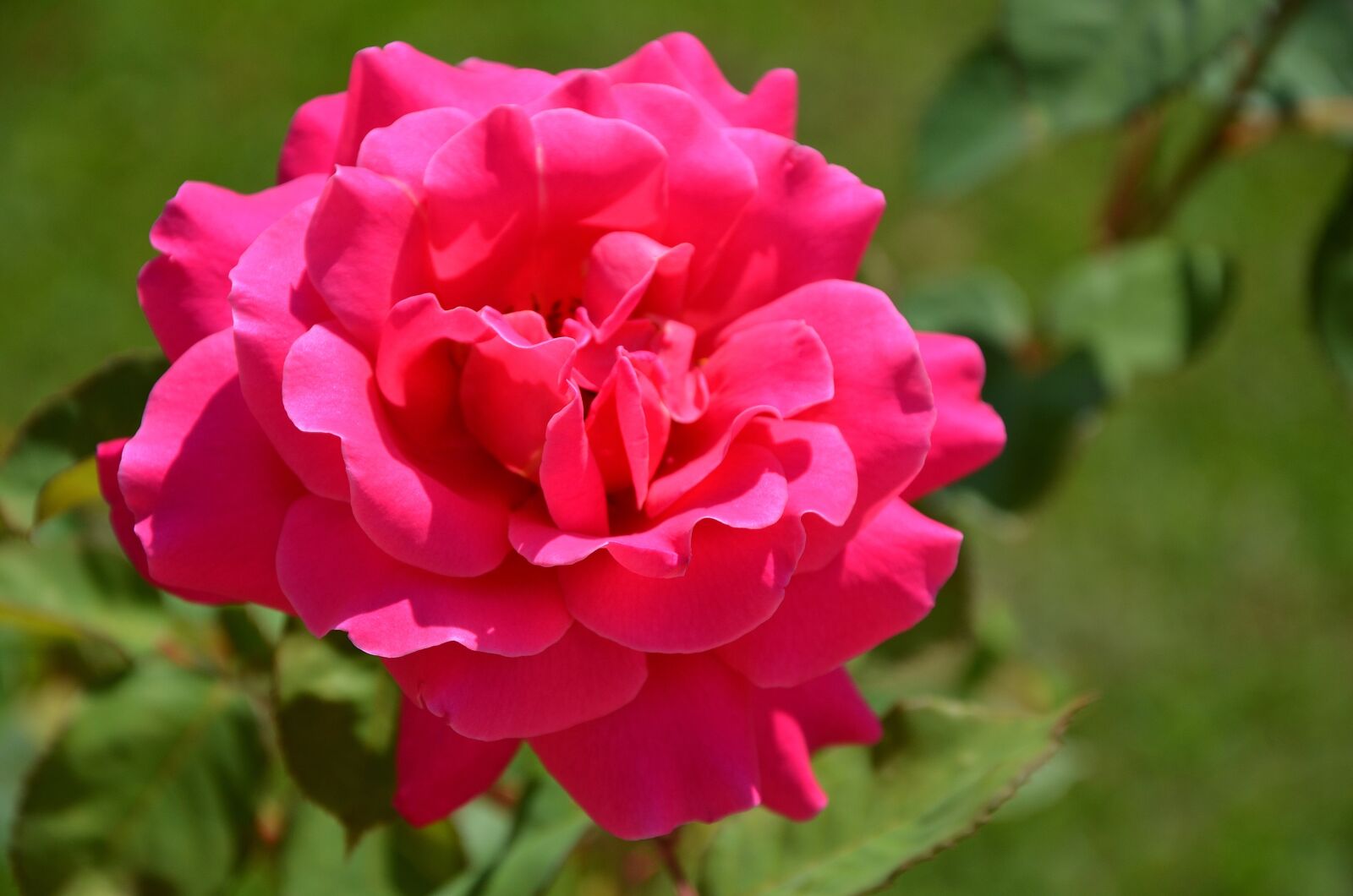 Nikon D7000 sample photo. Rose, flower, spring photography