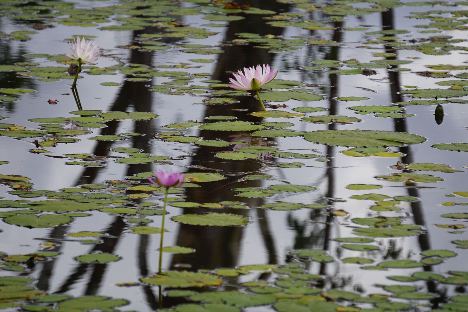 Sony E 55-210mm F4.5-6.3 OSS sample photo. Tranquil, reflection, pond photography