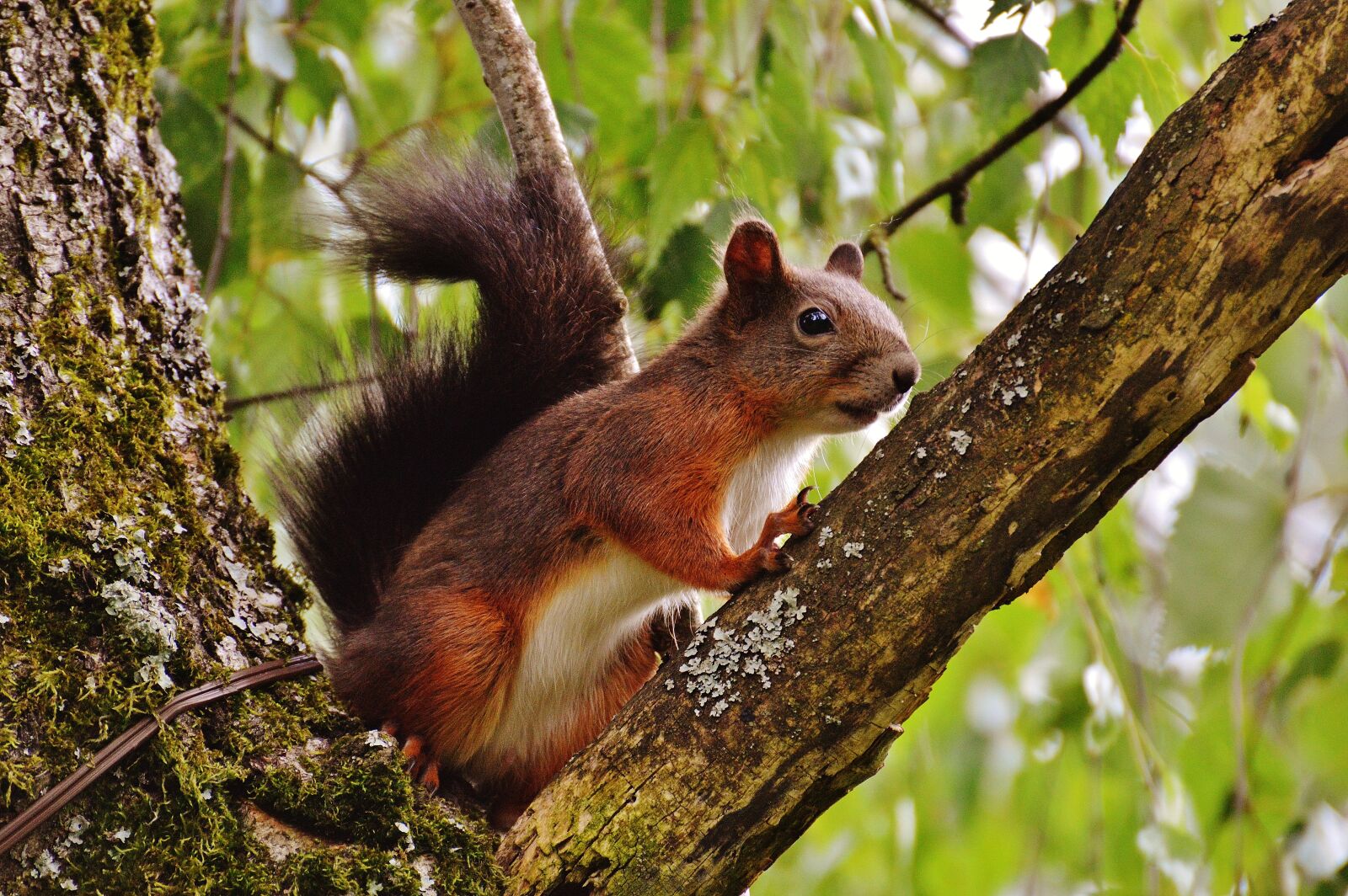 Nikon D3200 sample photo. Squirrel, nager, cute photography