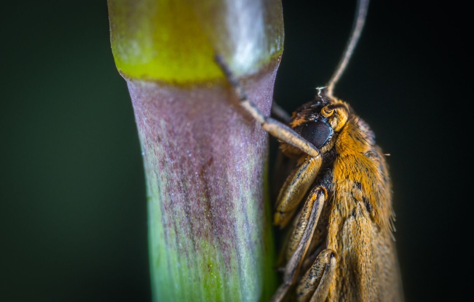 #124 65/2.8 sample photo. Nature, insect, no one photography