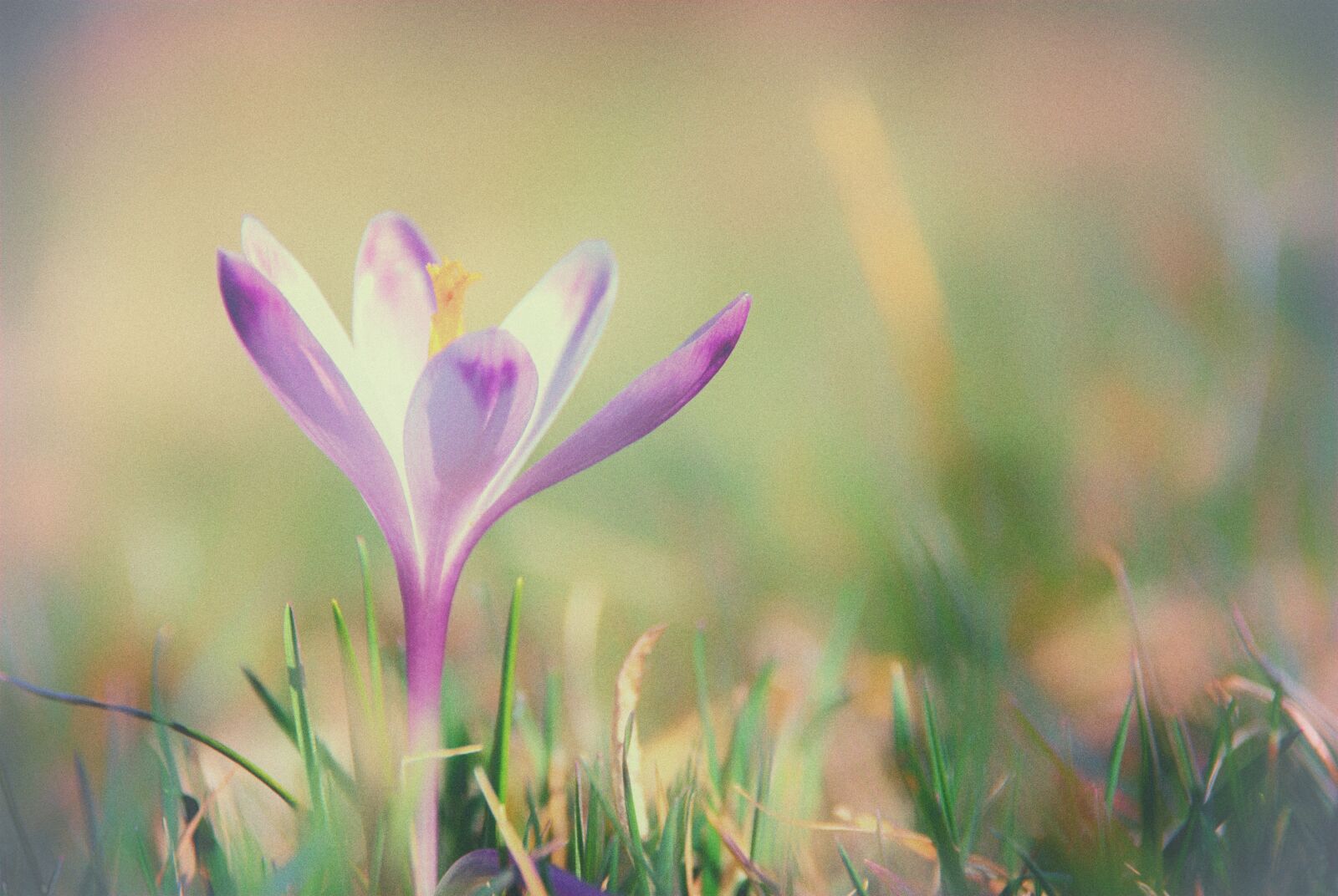 Nikon D80 sample photo. Macro, flower, flora photography