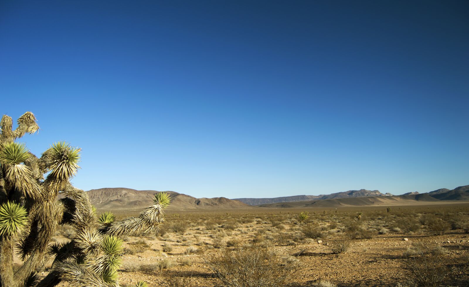 Nikon D3200 sample photo. Desert, landscape, cactus photography