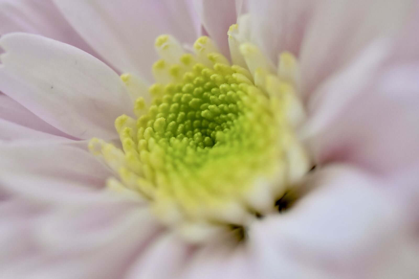 Nikon D7200 sample photo