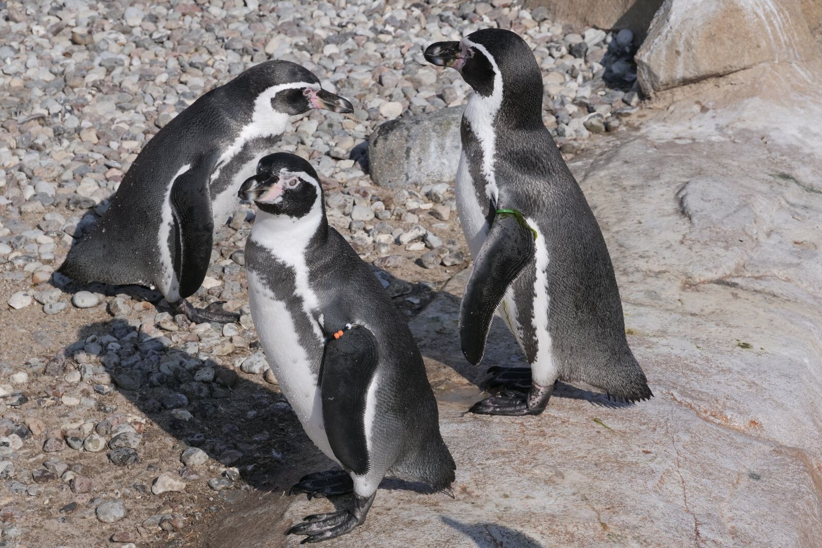 Panasonic Lumix DC-G9 sample photo. Animal, penguin, donkey penguin photography