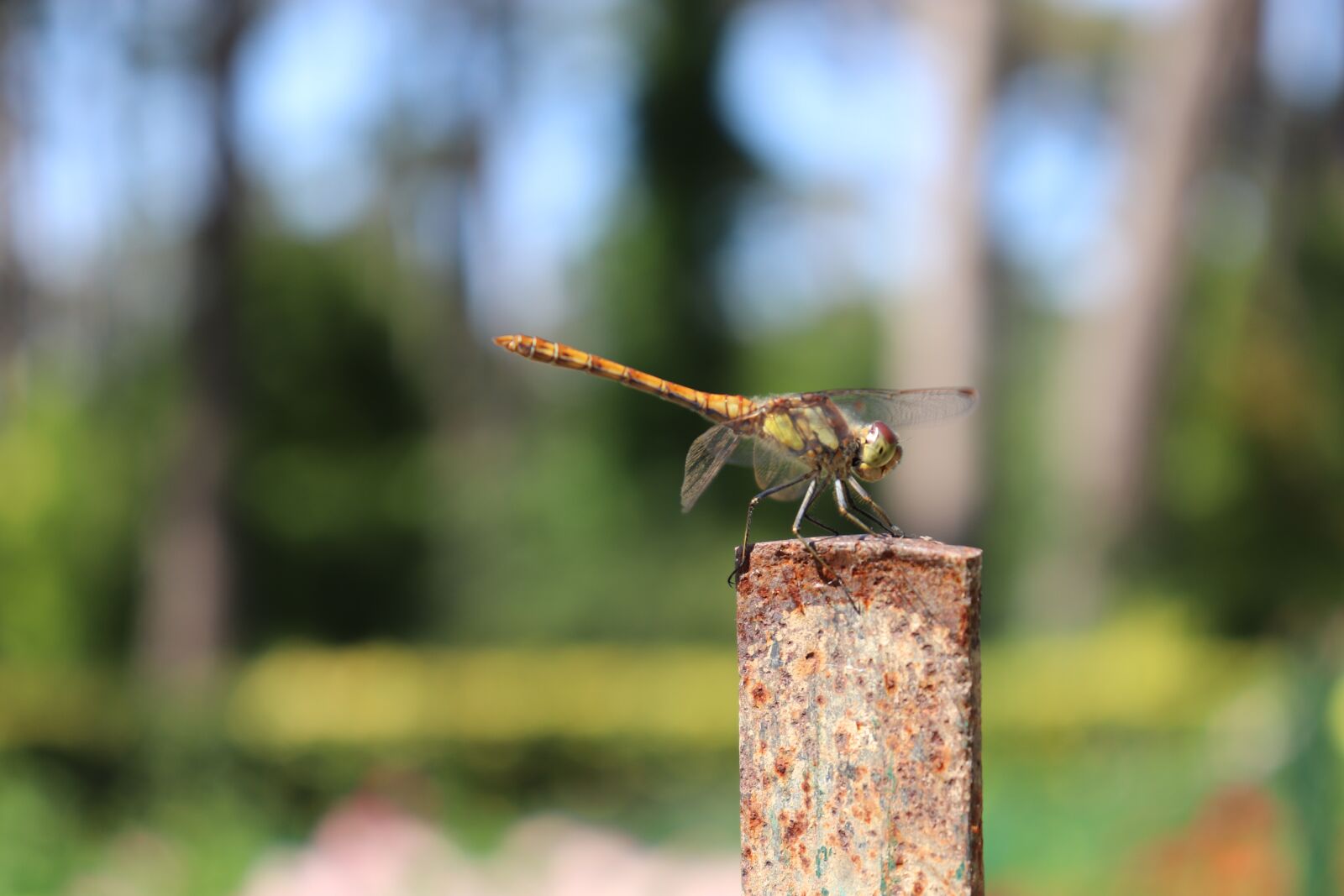 Canon EOS 800D (EOS Rebel T7i / EOS Kiss X9i) sample photo. Dragonfly, insects, nature photography