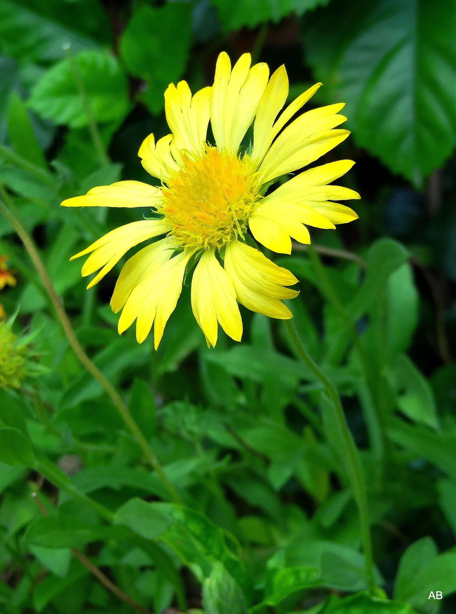 Sony Cyber-shot DSC-HX9V sample photo. Full, bloom photography