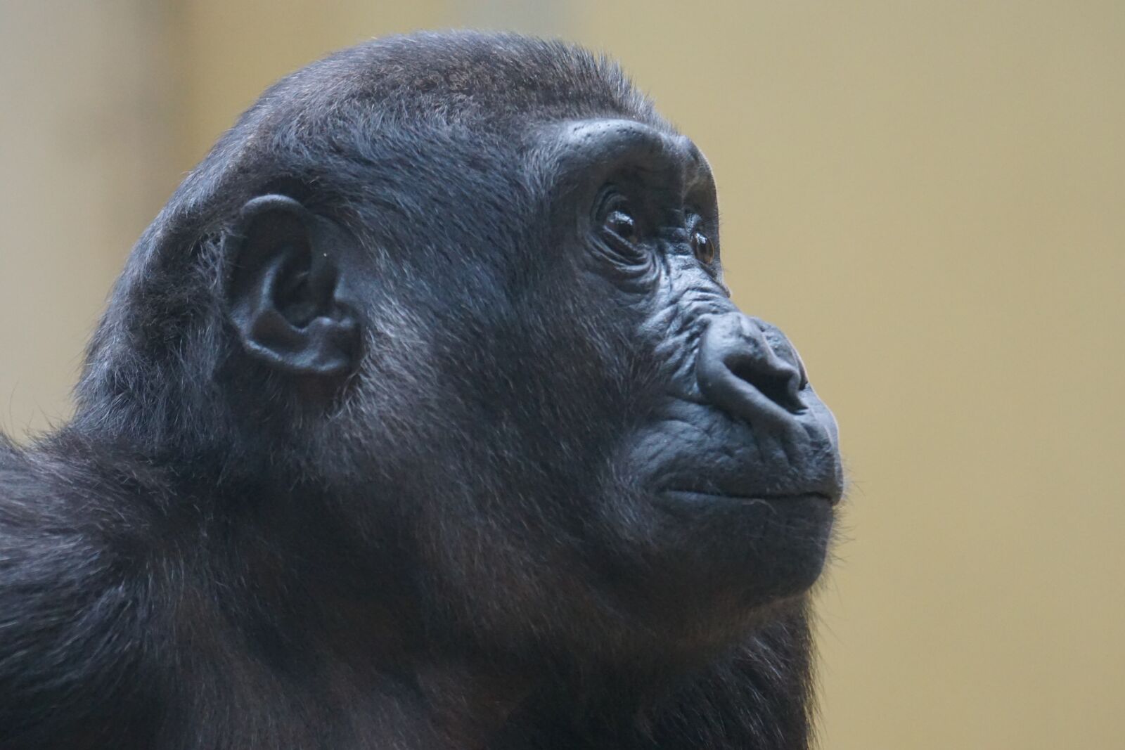 Sony ILCA-77M2 sample photo. Gorilla, ape, primate photography