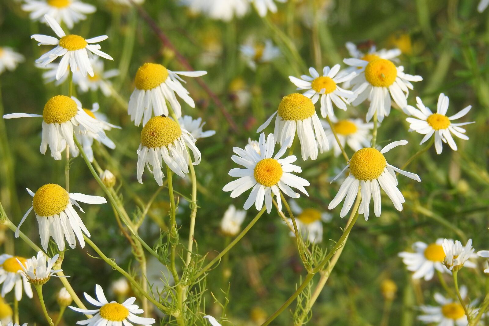 Nikon Coolpix P900 sample photo. Chamomile, flowers, chamomile blossoms photography