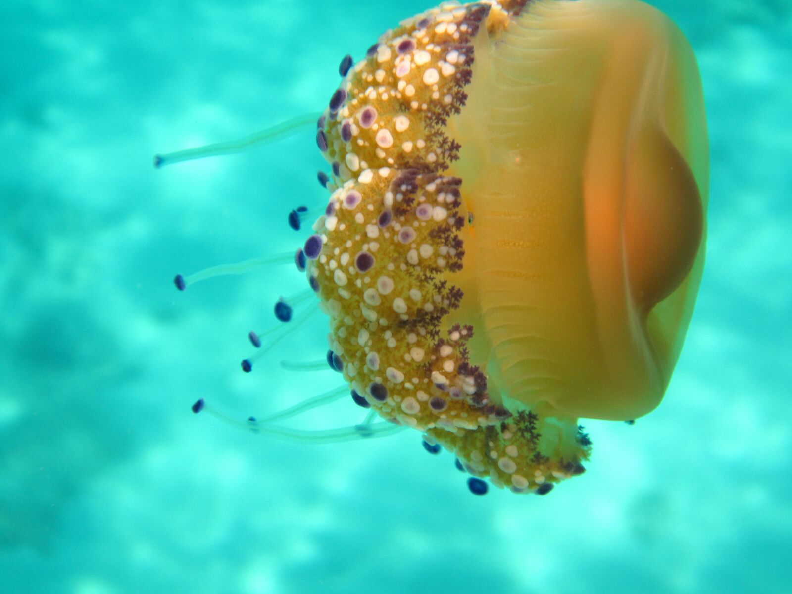 Canon PowerShot D30 sample photo. Sea, jellyfish, underwater photography