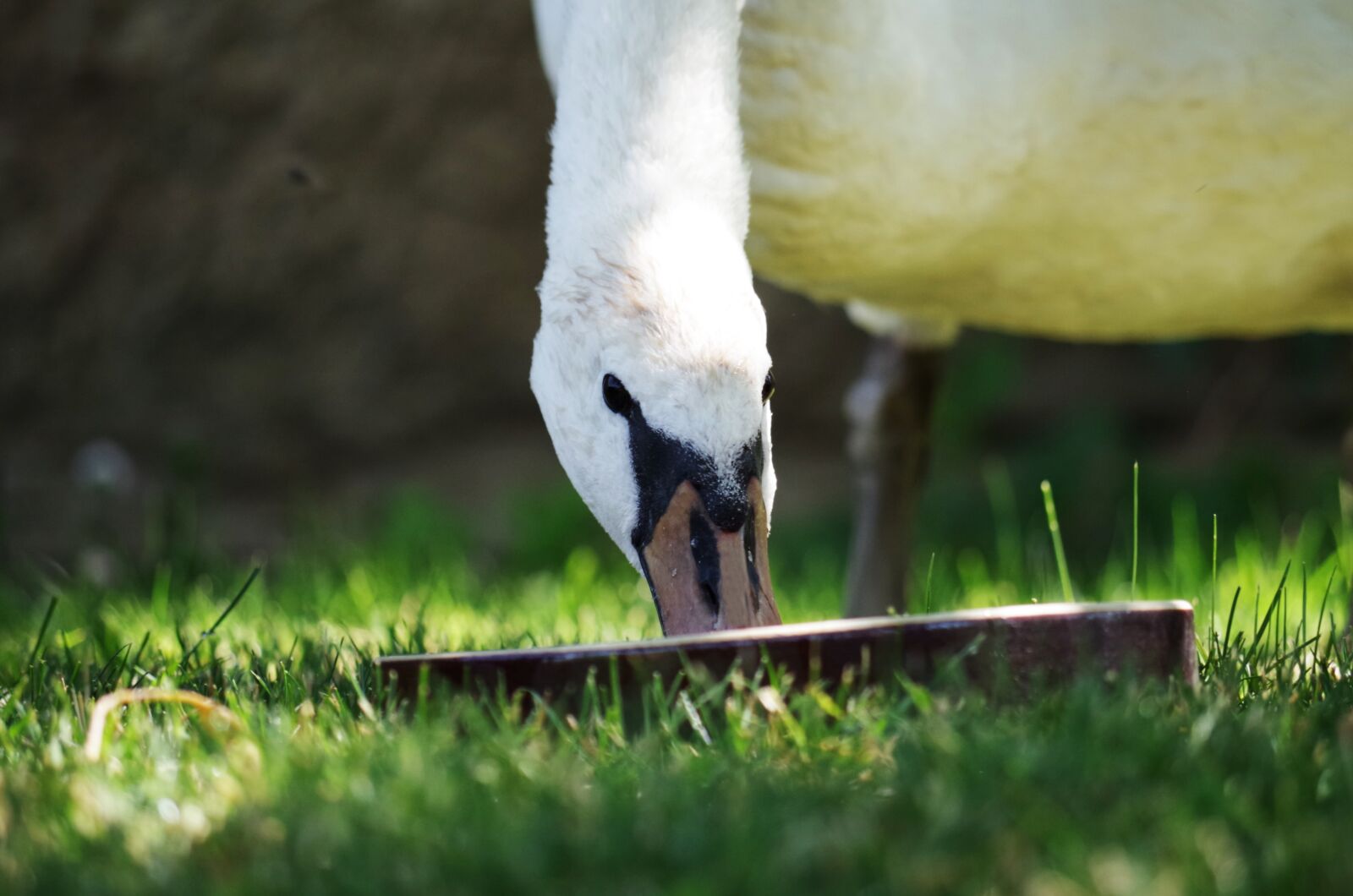 Pentax K-500 sample photo. Swan, bird, white photography