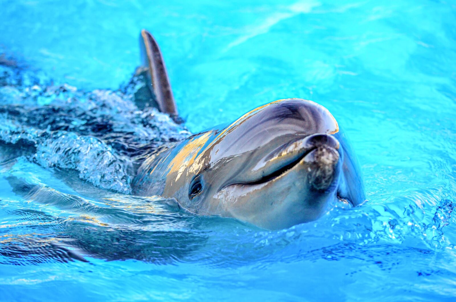 Nikon D7000 sample photo. Dolphin, water, blue photography