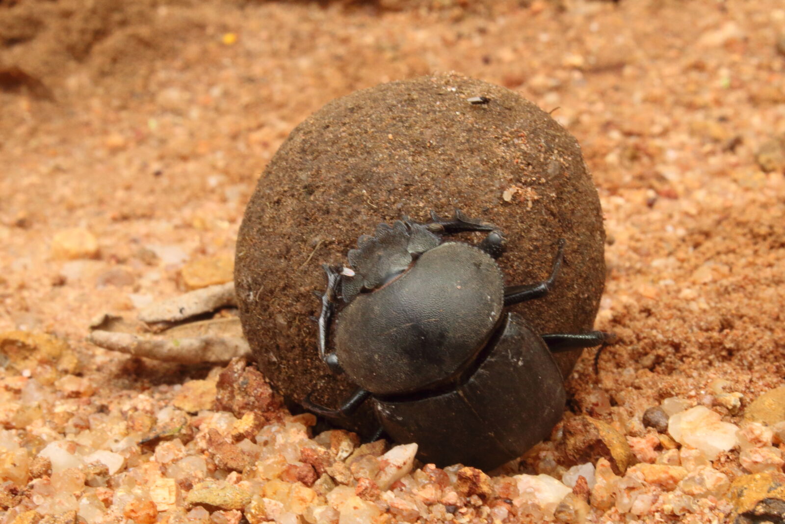 Canon EOS 1300D (EOS Rebel T6 / EOS Kiss X80) sample photo. Beetles, dung, dung, beetles photography