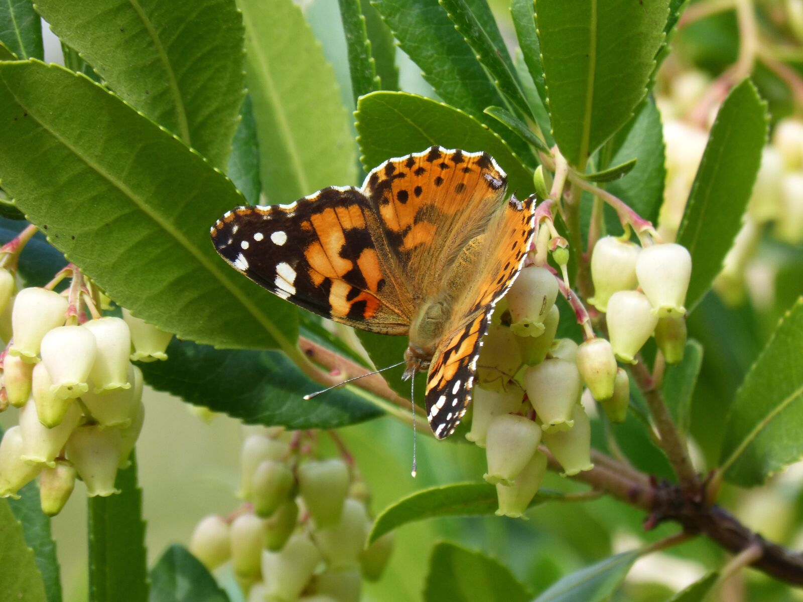 Panasonic DMC-FZ62 sample photo. Butterfly, libar, arbutus flower photography