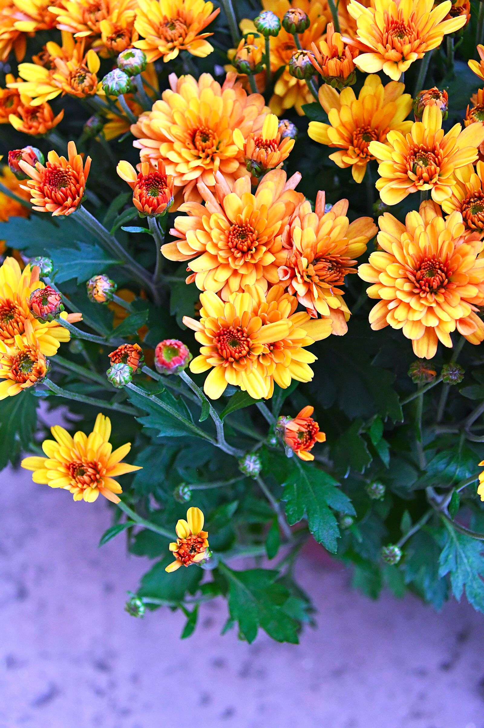 Nikon D3200 sample photo. Autumn, fall flowers, chrysanthemum photography