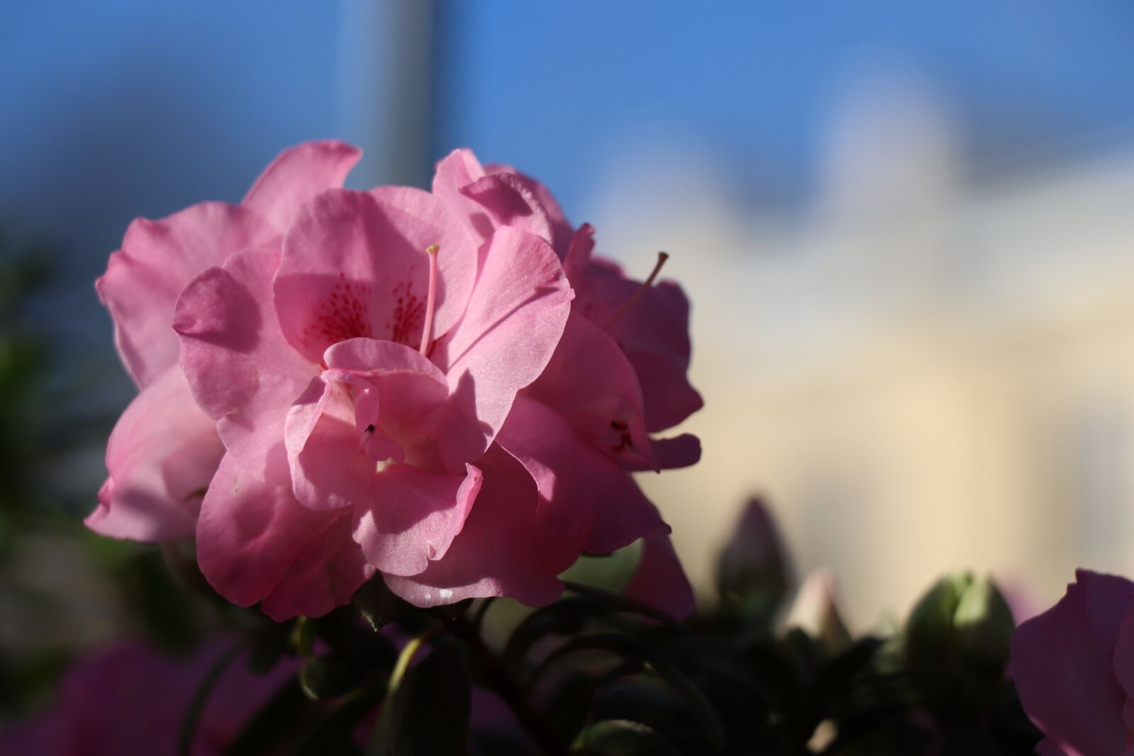 Canon EOS 77D (EOS 9000D / EOS 770D) sample photo. Flower, pink, flowers photography