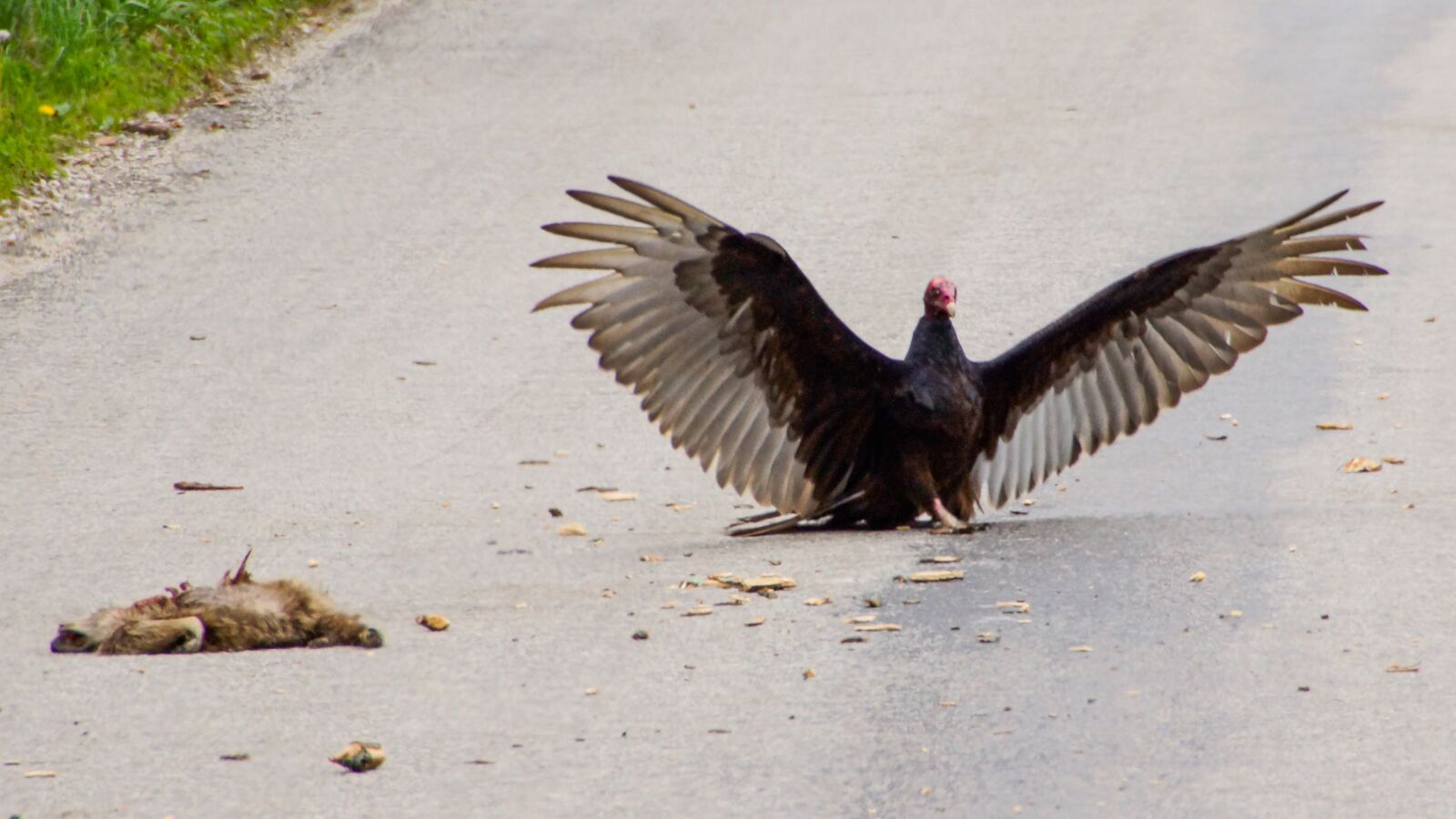 Sony SLT-A77 sample photo. Buzzard, predator, nature photography