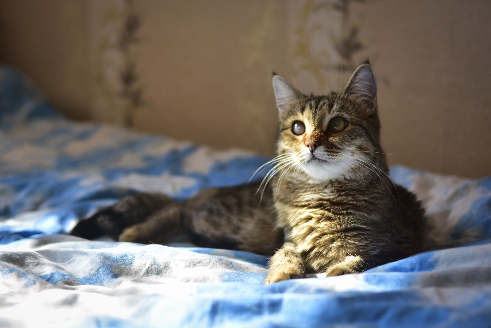 Nikon D7200 sample photo. Cat, sun, view photography