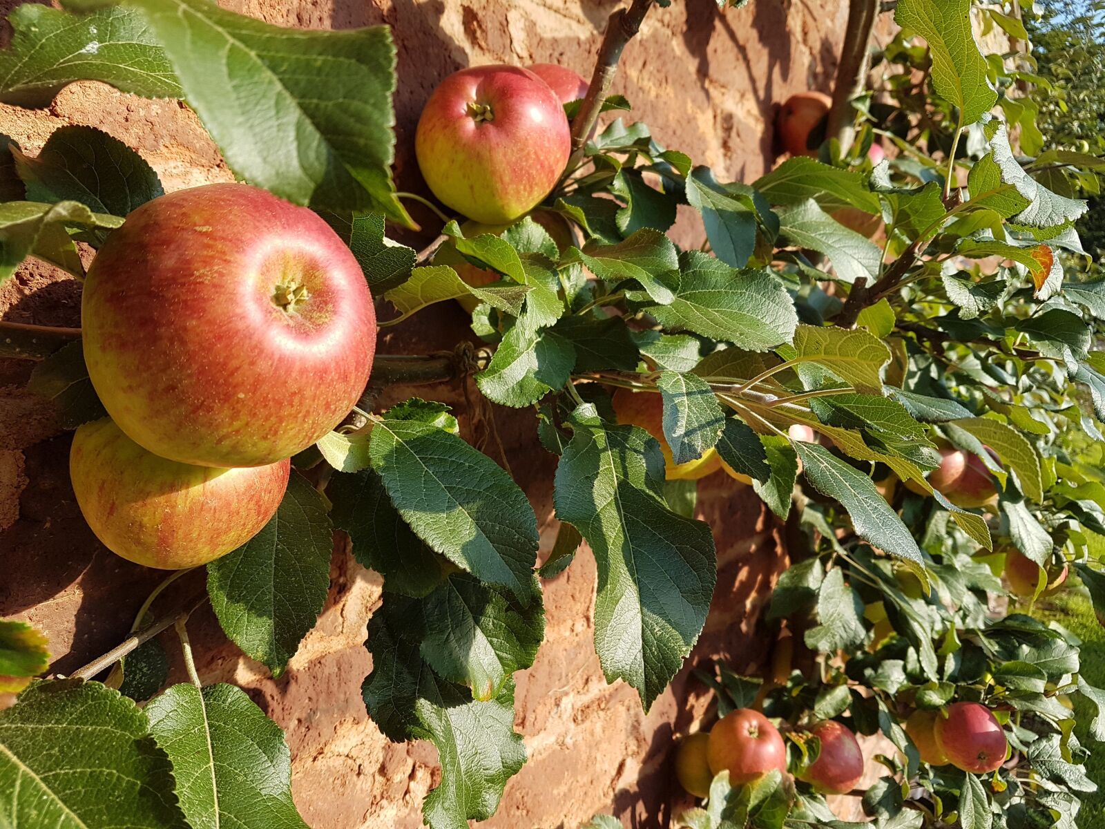 Samsung Galaxy S7 Edge sample photo. Apples, wall, leaves photography