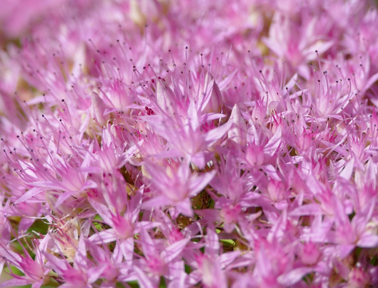 Panasonic Lumix DMC-FZ1000 sample photo. Stonecrop, filigree, pink flowers photography