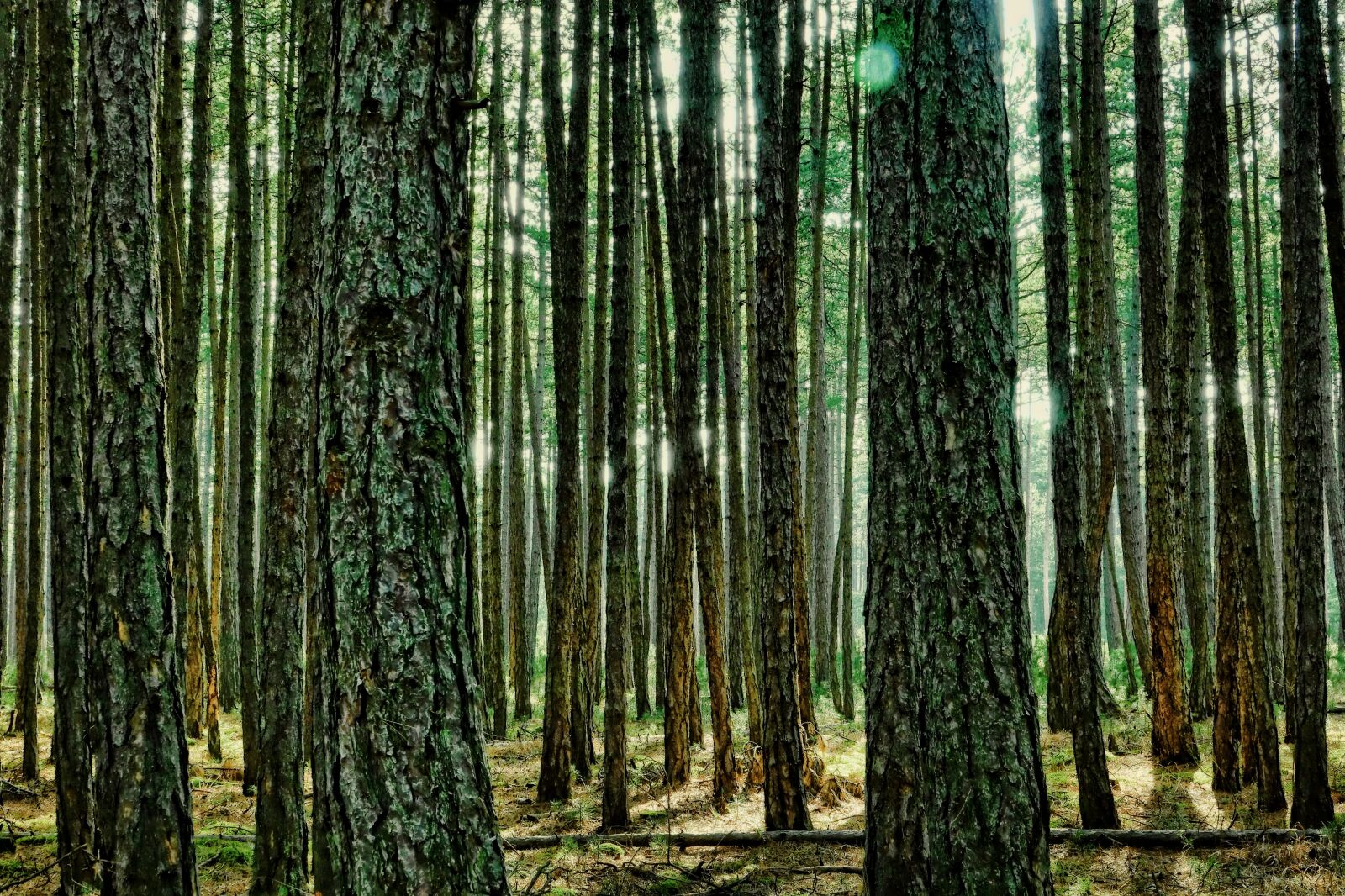 Sony Cyber-shot DSC-RX10 III sample photo. Wood, nature, tree photography