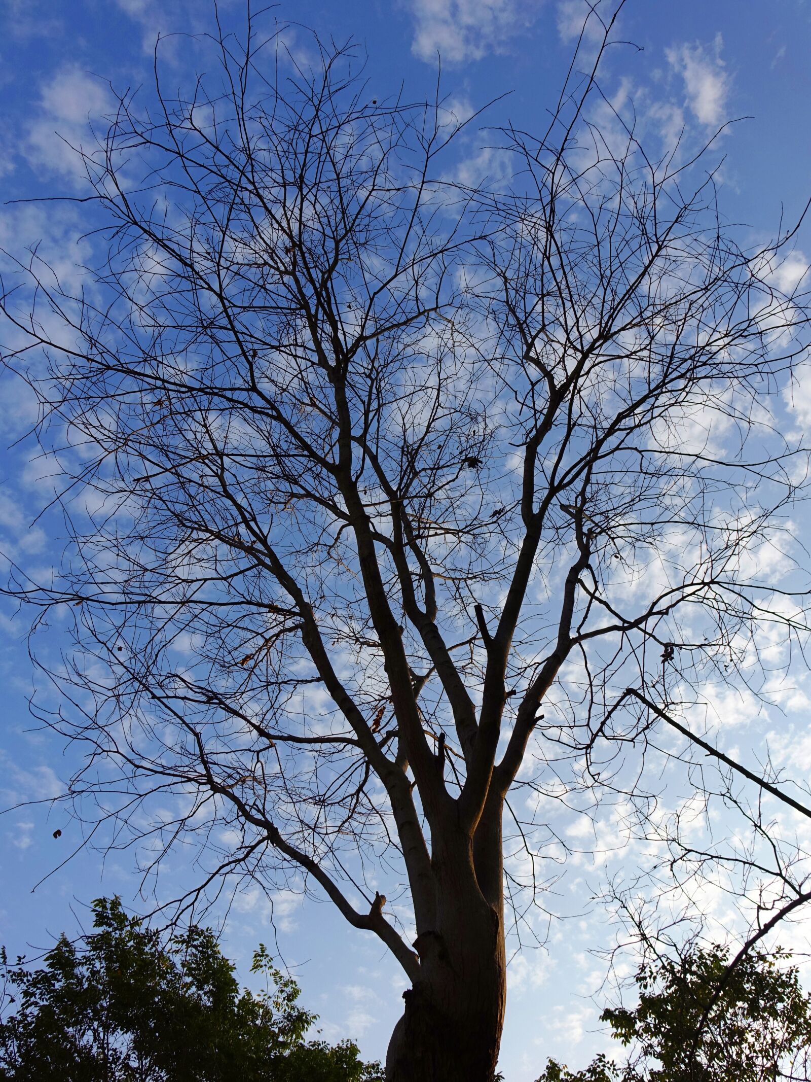 Sony Cyber-shot DSC-RX10 sample photo. Dead tree, spring, sunny photography