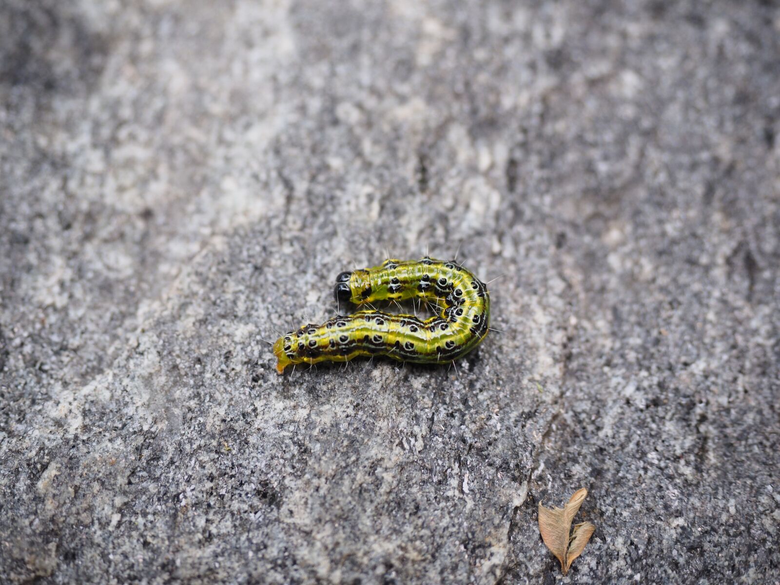 Olympus OM-D E-M1 + Olympus M.Zuiko Digital ED 12-40mm F2.8 Pro sample photo. Borer, caterpillar, boxwood borer photography