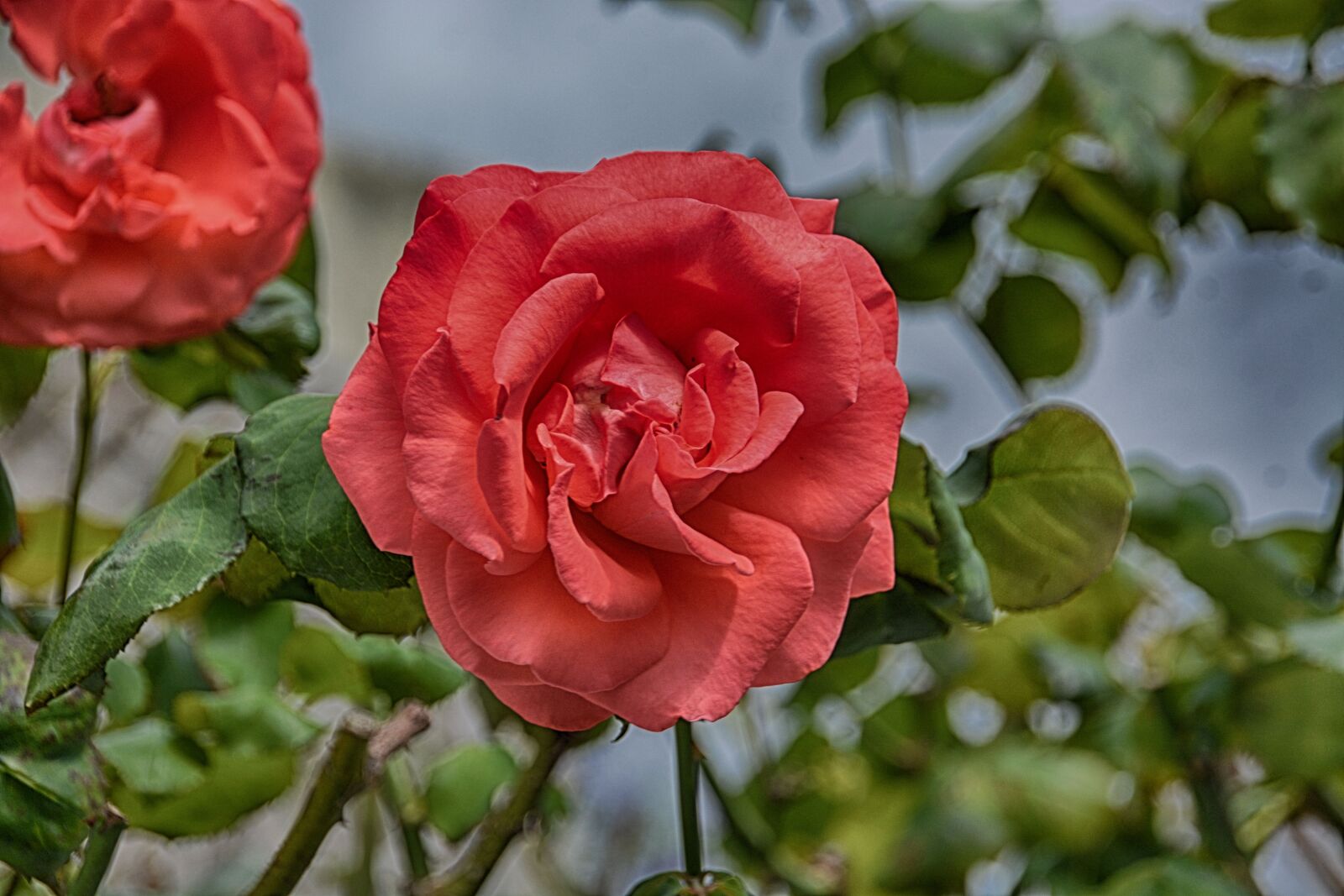 Nikon D5200 sample photo. Flower, pink, garden photography