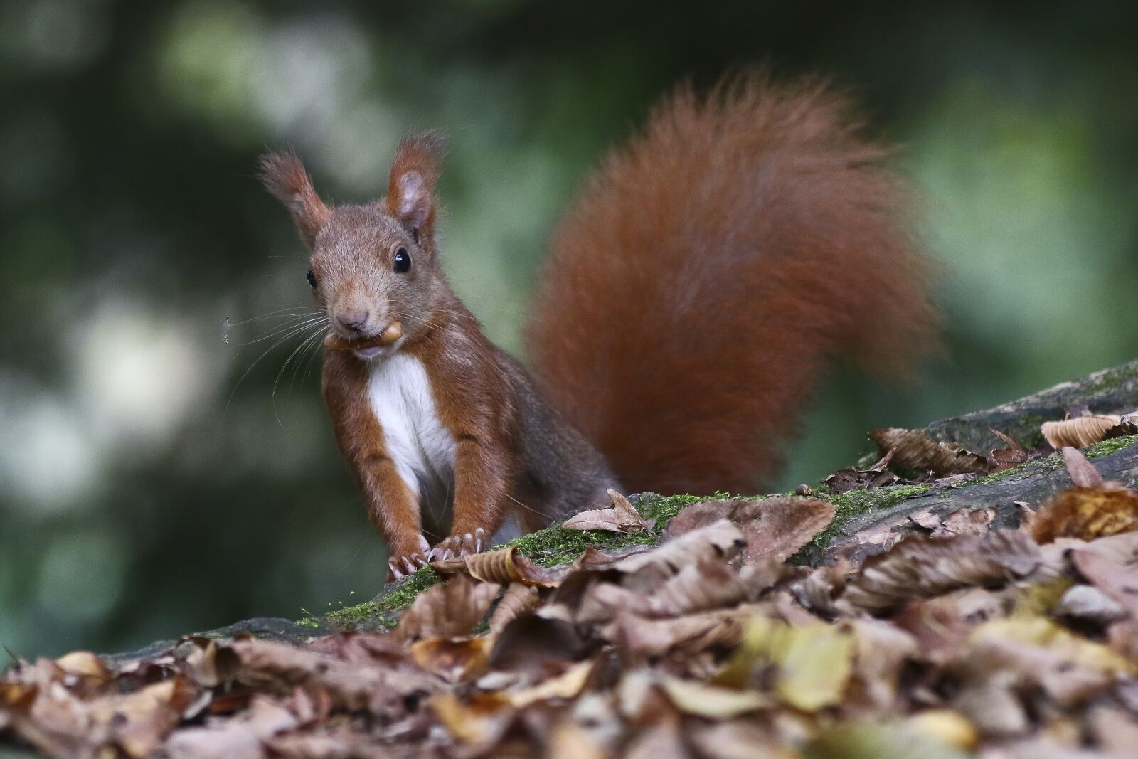 Canon EOS 7D Mark II + Canon EF 70-200mm F2.8L IS II USM sample photo. Squirrel, red, park photography