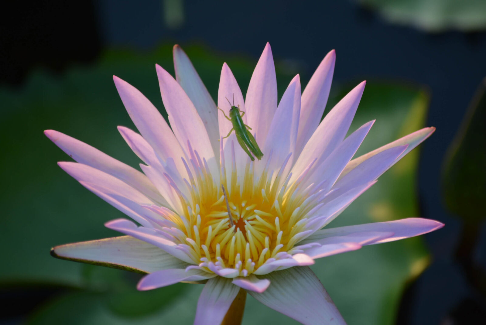 Nikon D5200 sample photo