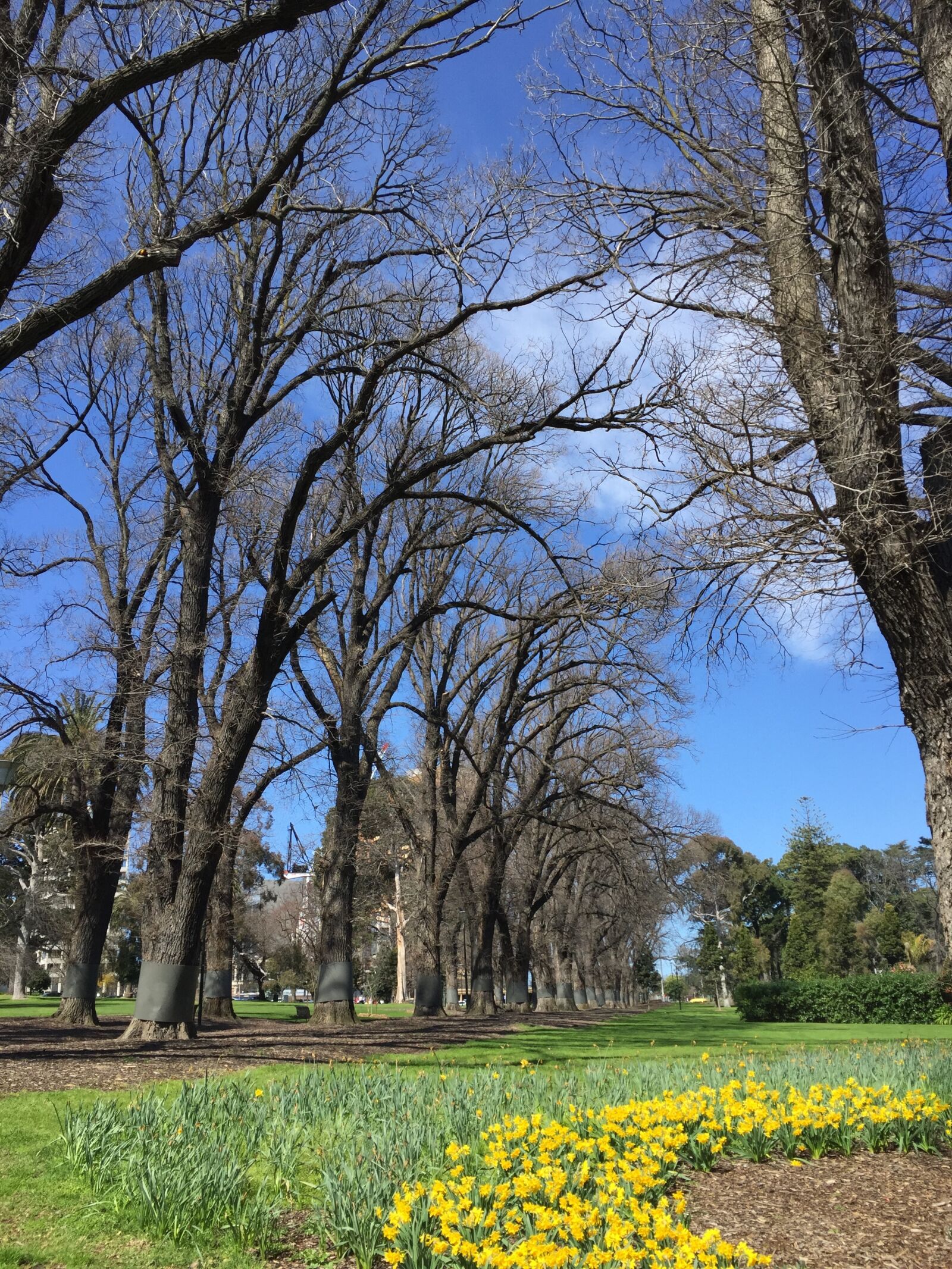 iPhone 6 back camera 4.15mm f/2.2 sample photo. Melbourne, gardens photography
