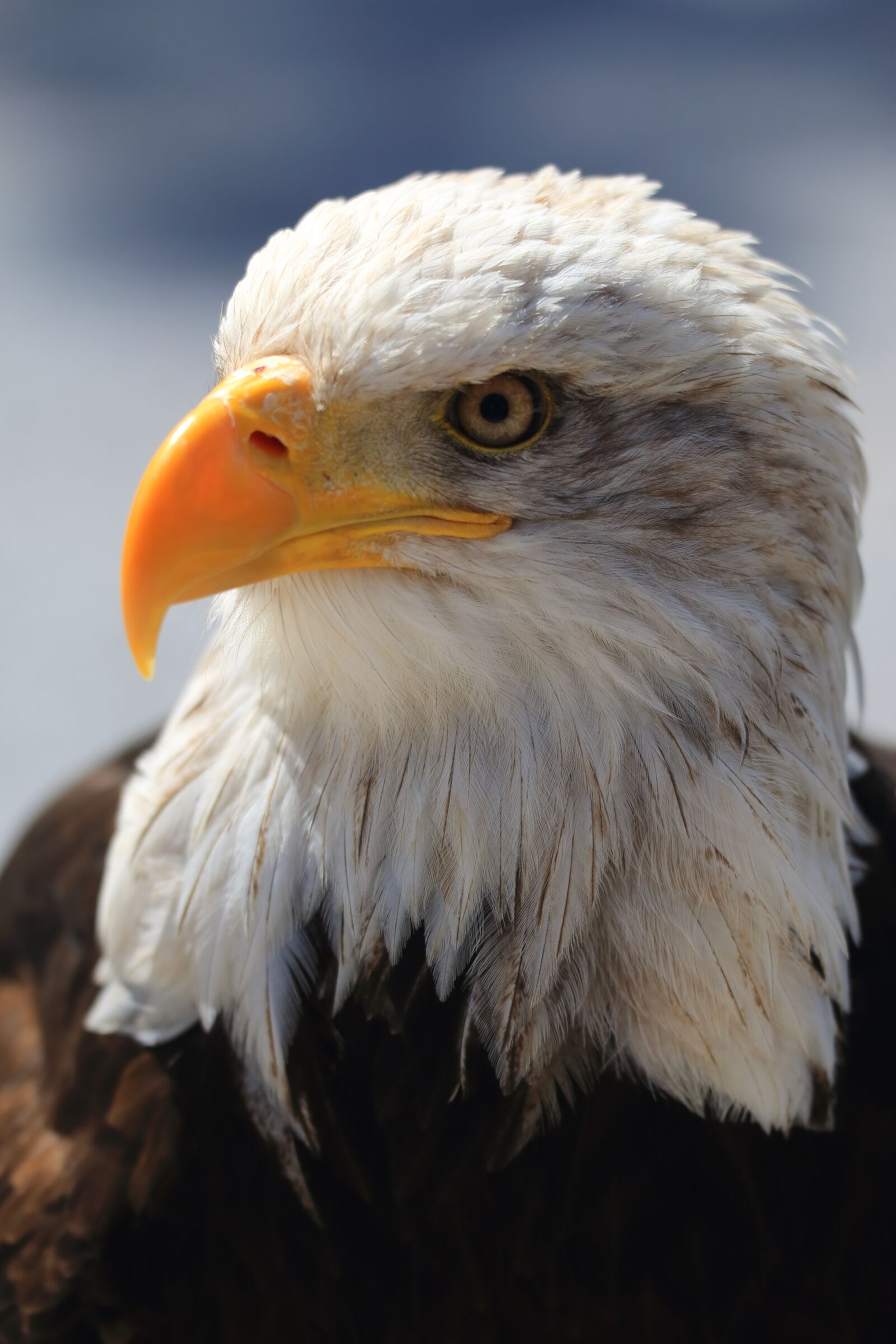 Canon EOS 70D sample photo. Adler, bill, bird photography