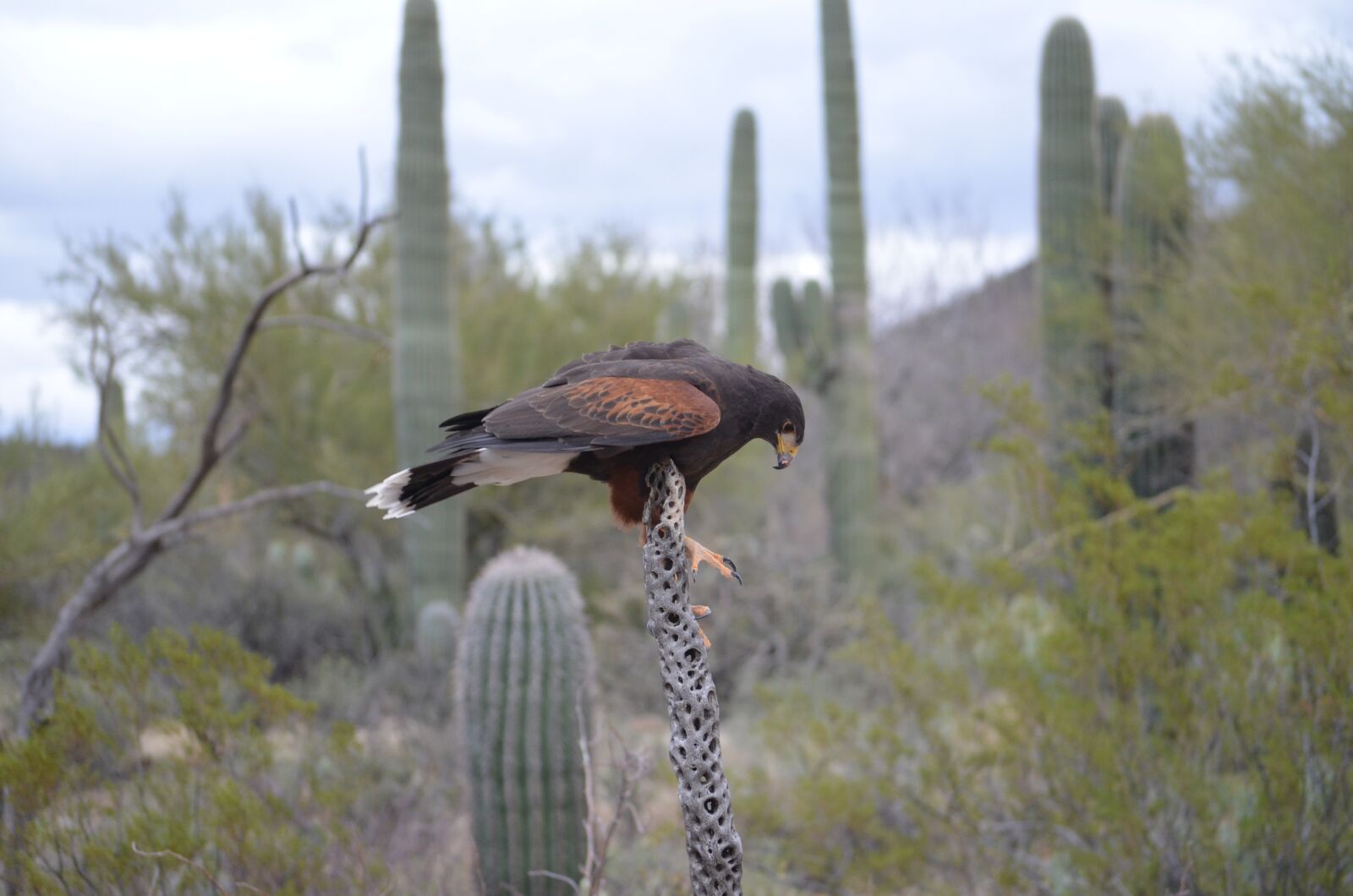 Nikon D5100 sample photo. Red tail hawk, cactus photography