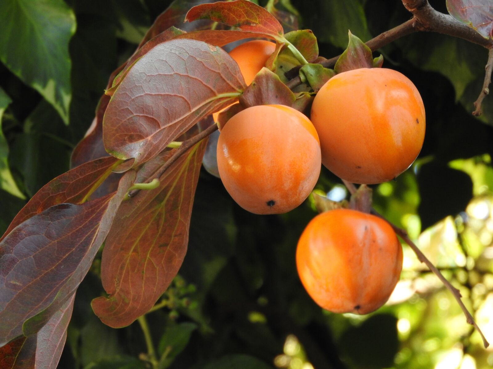 Nikon Coolpix P610 sample photo. Kaki, tree, fruit photography