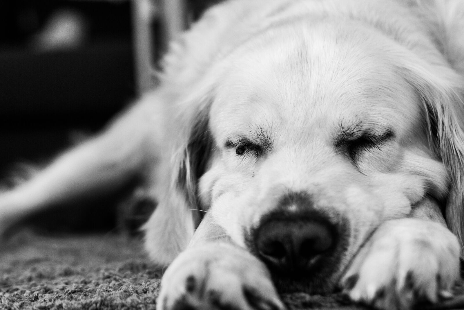 Canon EOS 600D (Rebel EOS T3i / EOS Kiss X5) + Canon EF 50mm F1.4 USM sample photo. Animal, bouille, chien, confort photography