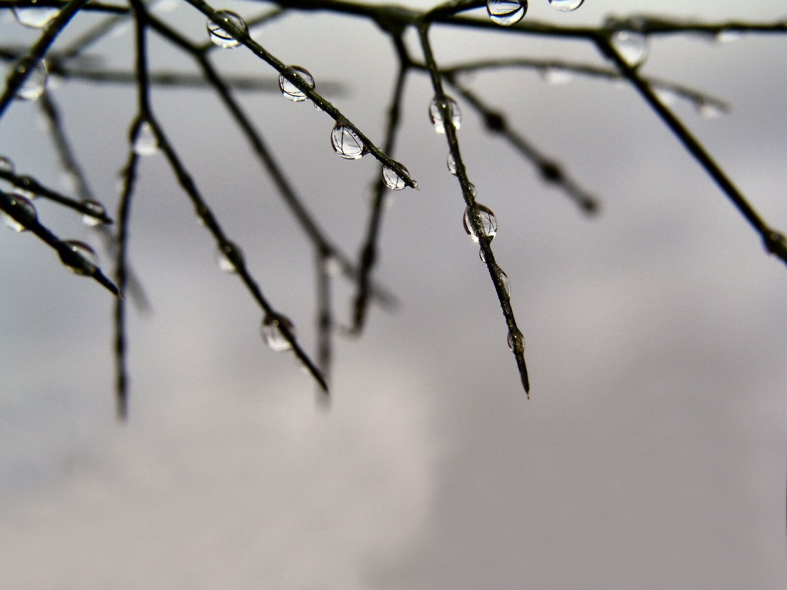 Olympus C5050Z sample photo. Rain drops, grass, nature photography