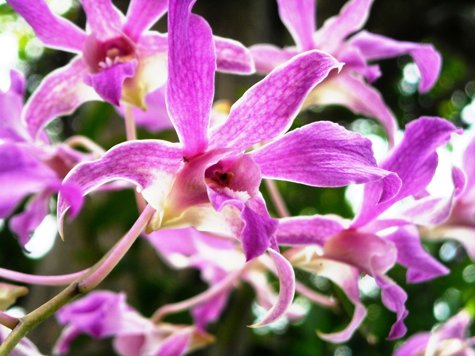 Nikon Coolpix L16 sample photo. Orchid, flowers, purple photography