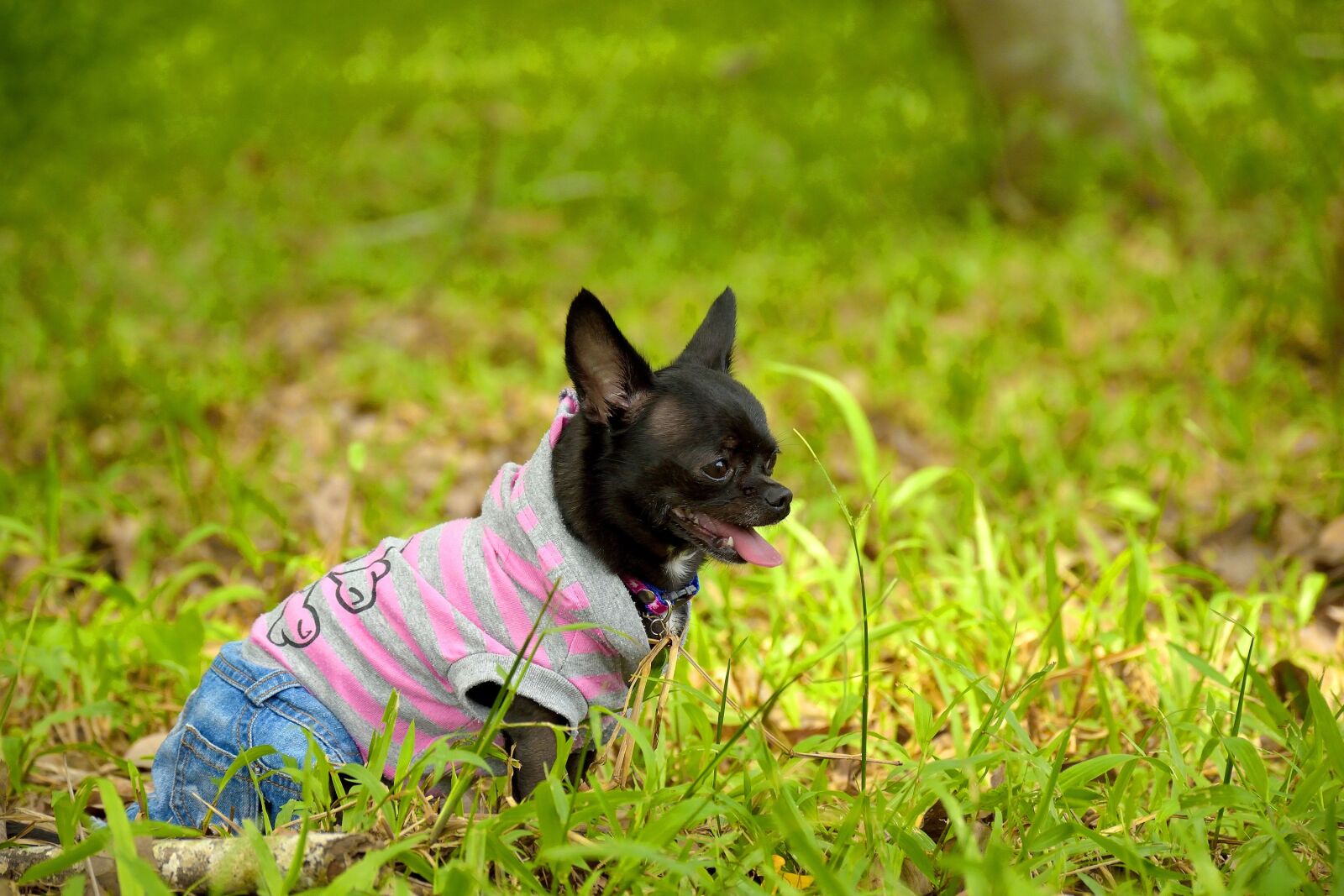 Nikon D5300 sample photo. Animal, nature, day photography