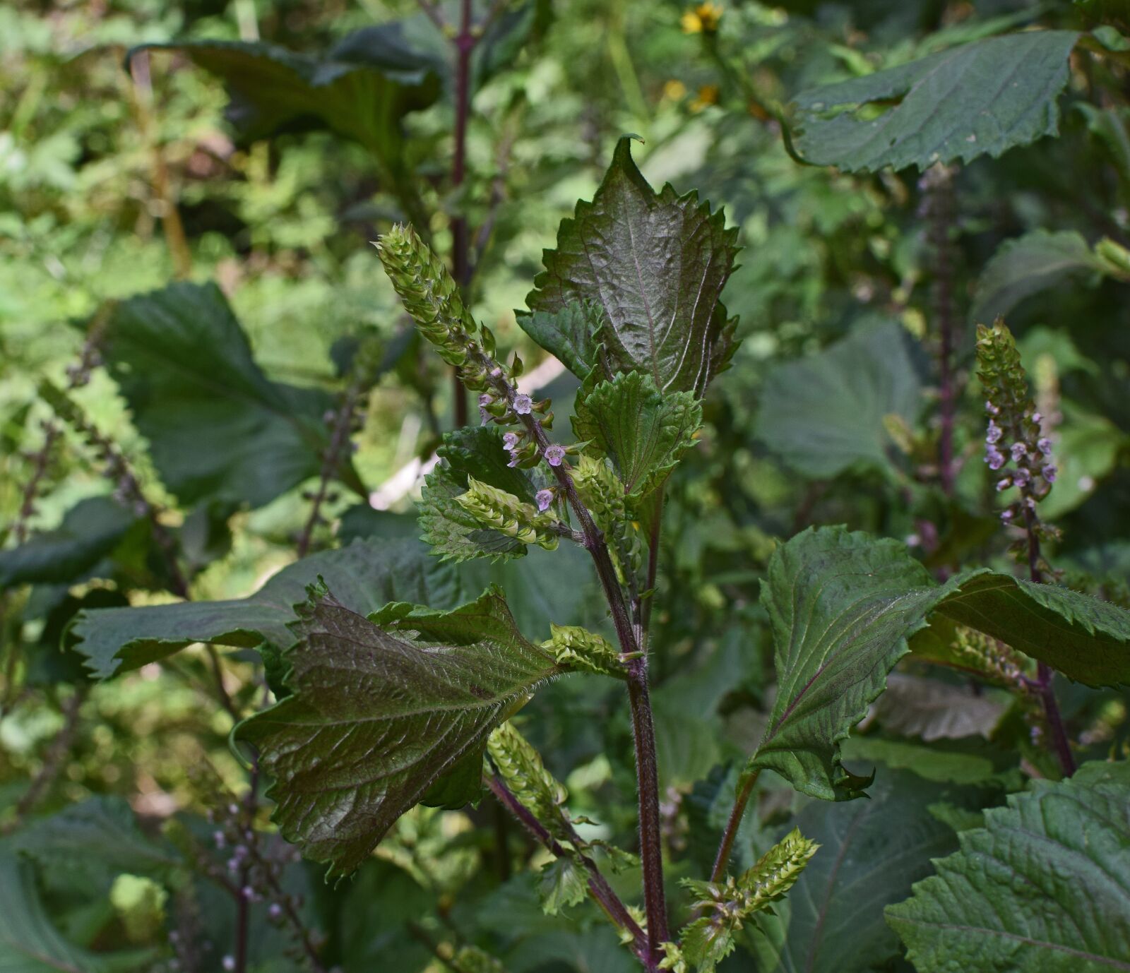 Nikon D3300 sample photo. Beefsteak plant, wild basil photography
