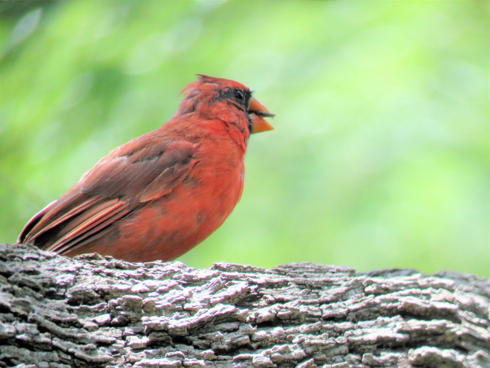 Canon PowerShot SX60 HS sample photo. Bird, red bird, song photography