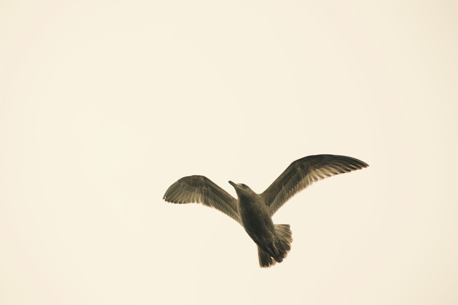 Nikon D750 sample photo. Gull, bird, sky photography
