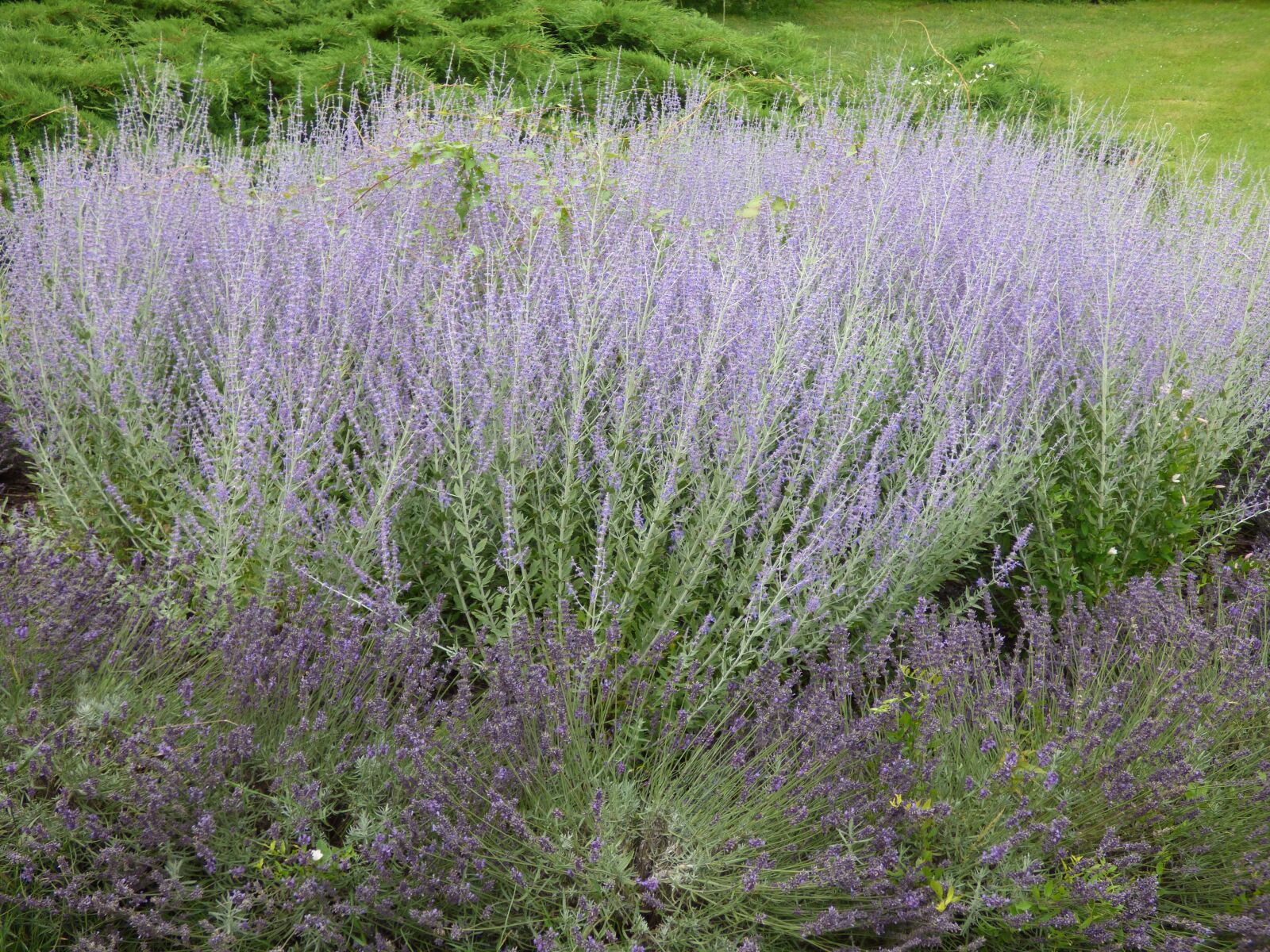 Panasonic DMC-FZ72 sample photo. Lavender, plant, nature photography