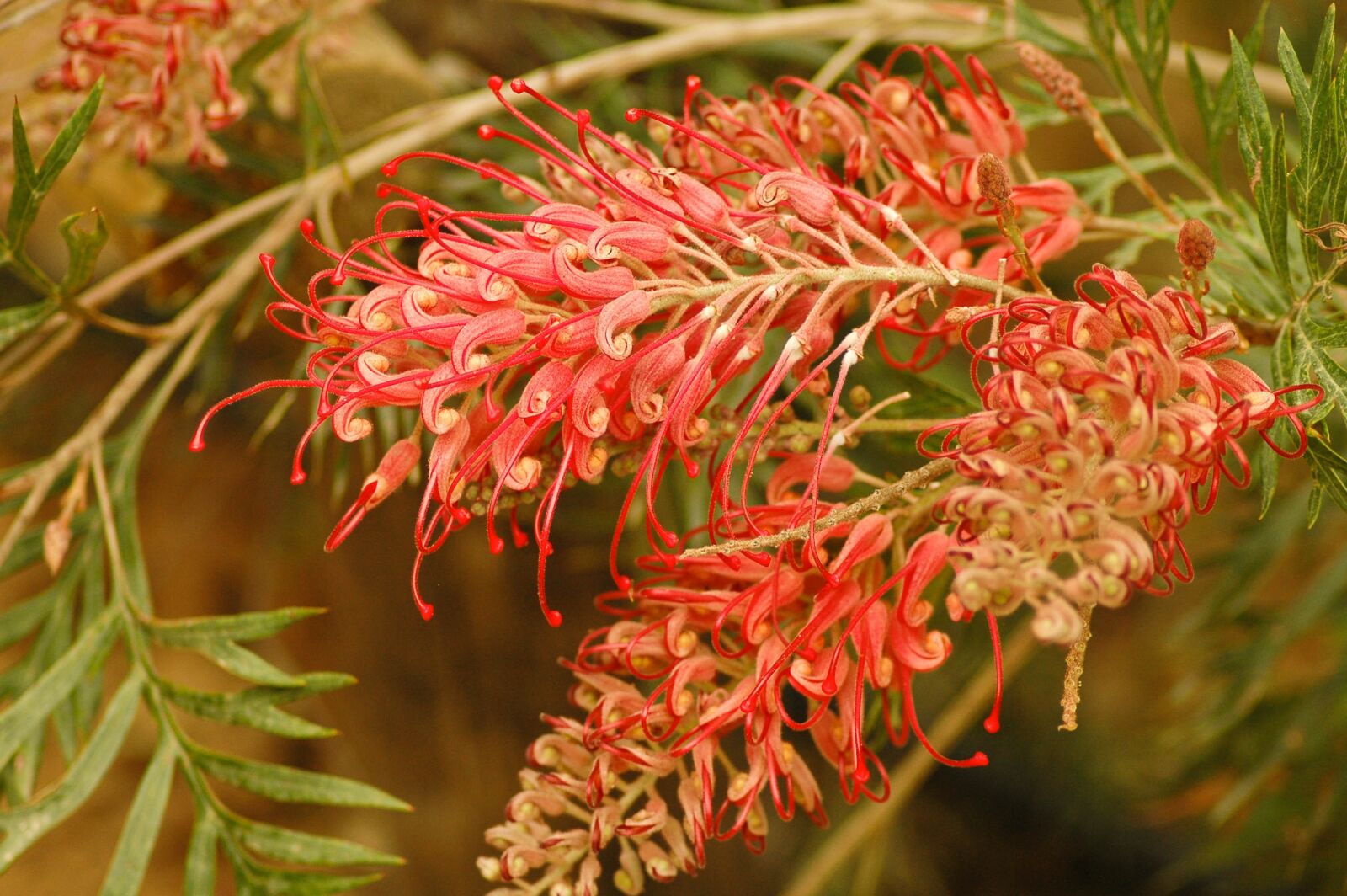 Nikon D70 sample photo. Flower, exotic, colorful photography