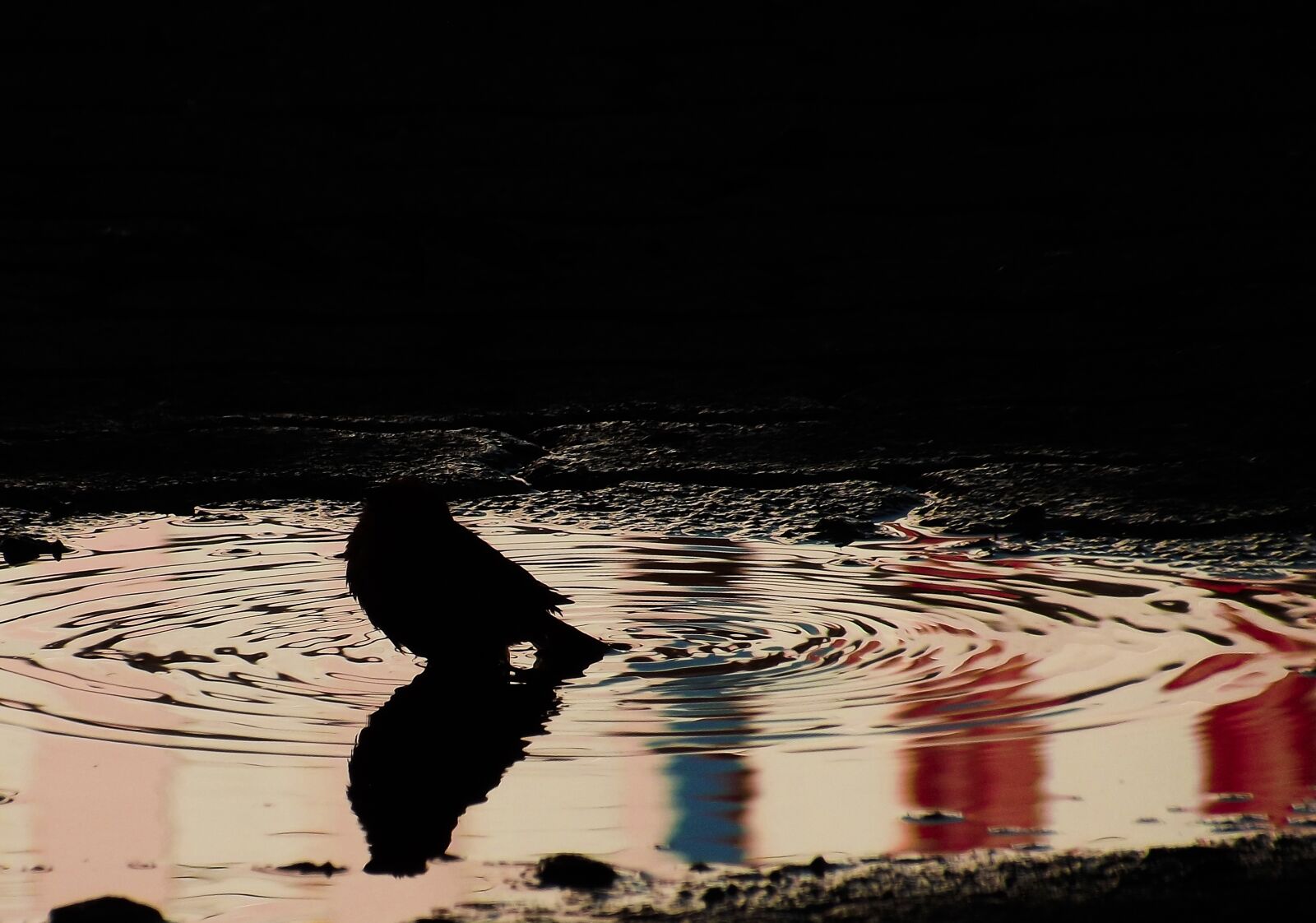 Fujifilm FinePix S2980 sample photo. Paige, pond, silhouette photography