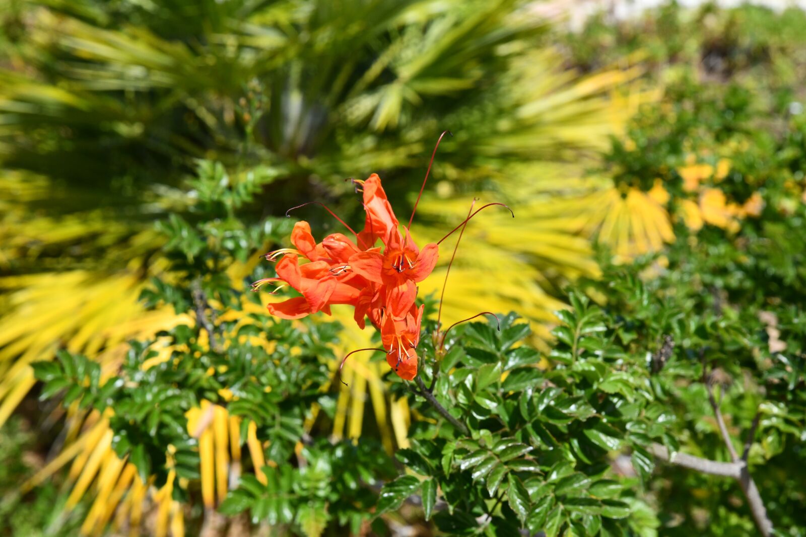 Nikon D850 sample photo. Portugal, flower, plant photography