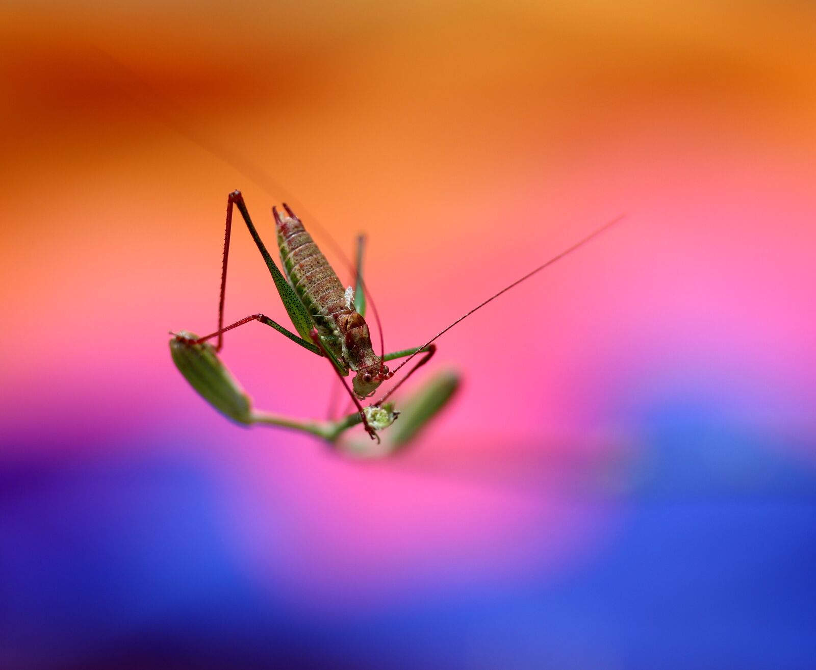 Canon EF-S 60mm F2.8 Macro USM sample photo. Grasshopper, plant, rest photography
