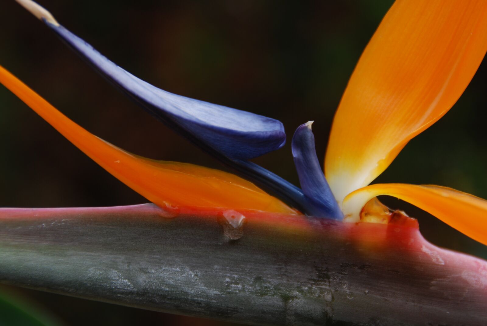 Nikon D80 sample photo. Flower, bird of paradise photography