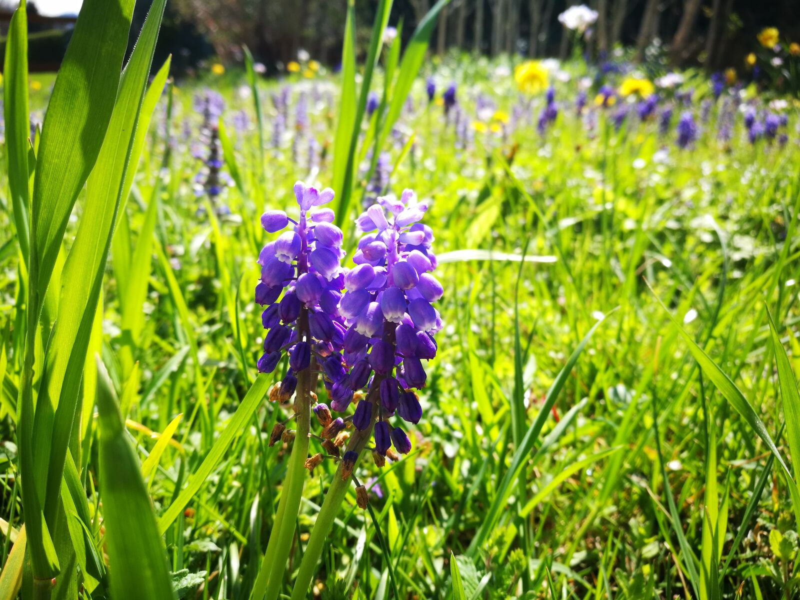 HUAWEI P9 sample photo. Flower, plant, grass photography