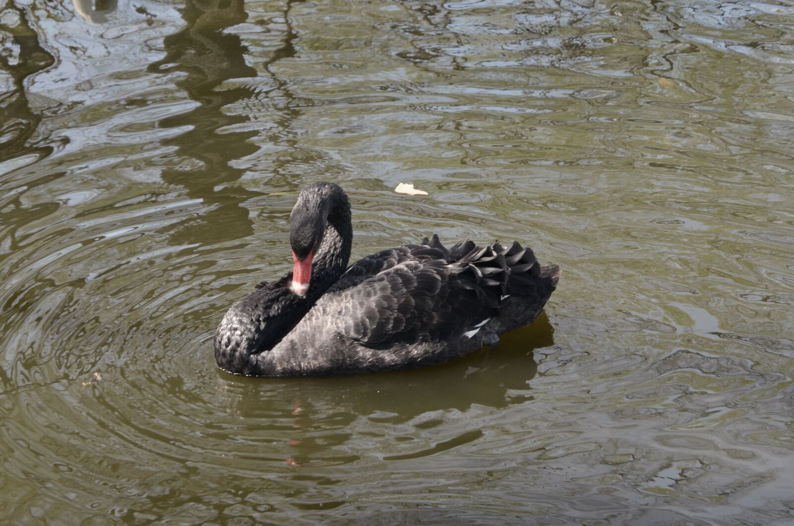 Nikon D5100 sample photo. Swan, river, swim photography